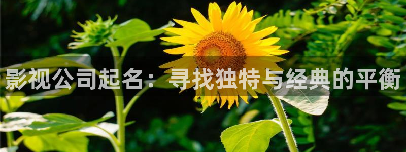 秋霞神马影院在线：影视公司起名：寻找独特与经典的平衡