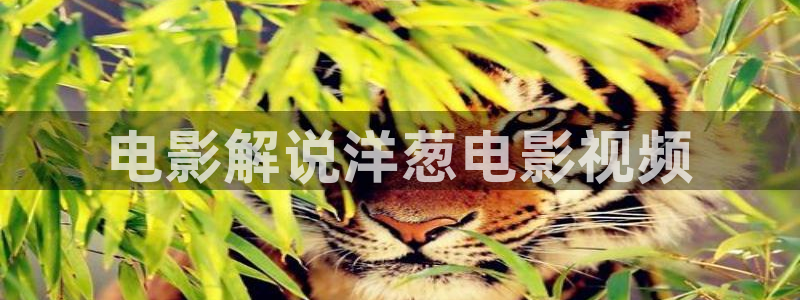 神马影视三级：电影解说洋葱电影视频